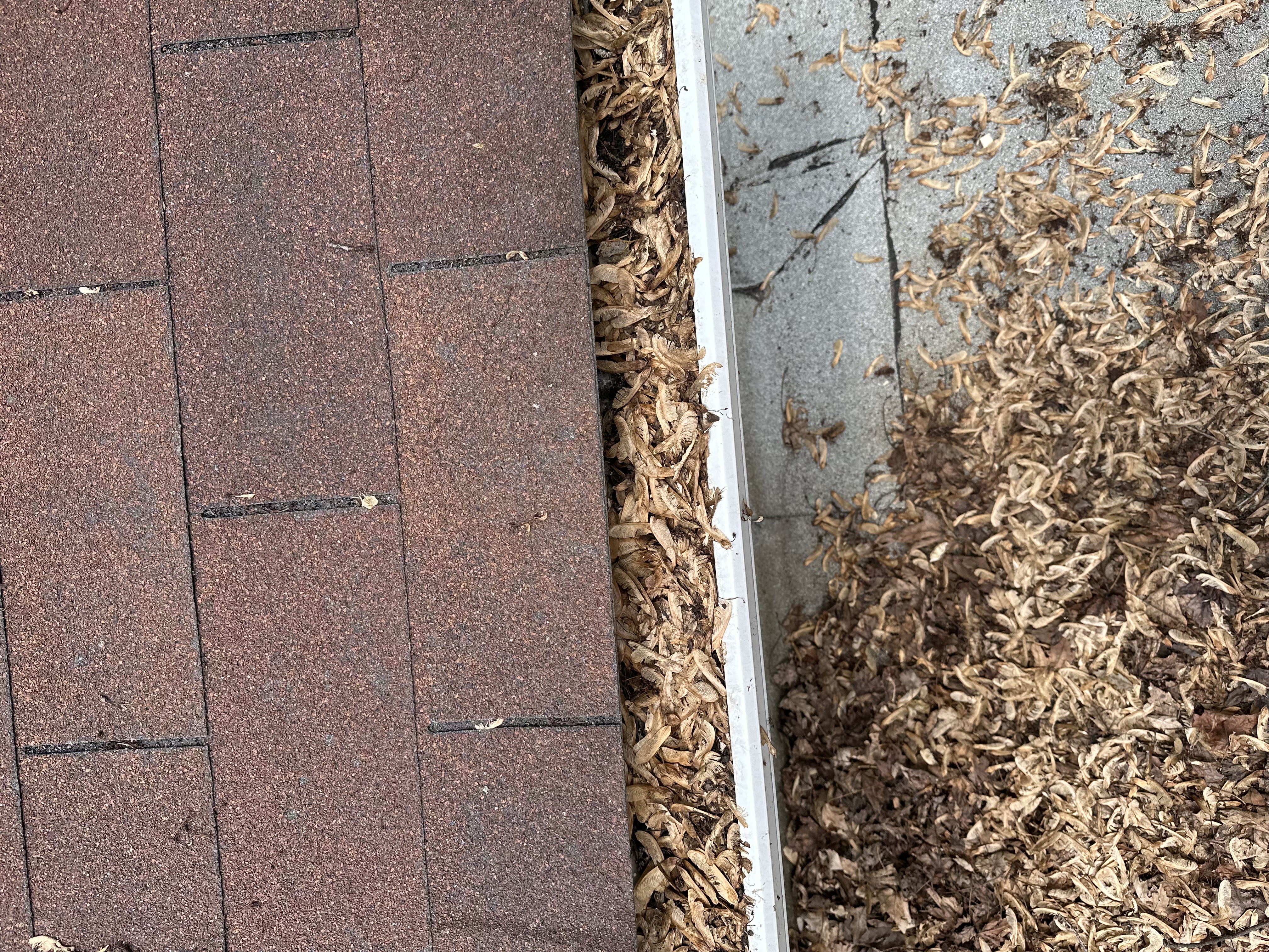 Gutter filled with leaves before cleaning
